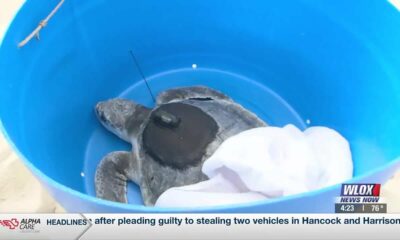 IMMS releases four turtles back into the ocean