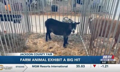 Farm animal exhibit a big hit at Jackson County Fair