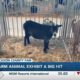 Farm animal exhibit a big hit at Jackson County Fair