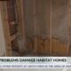 Sewage damages Habitat for Humanity homes in Jackson