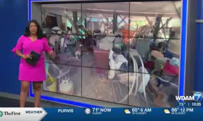 Dogs saved from wretched conditions doing well at Hattiesburg shelters