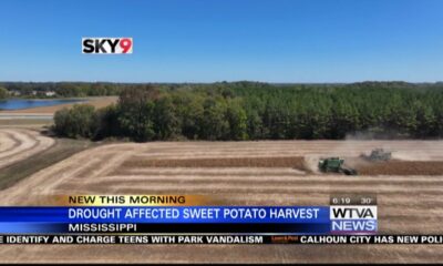 Drought impacting sweet potato harvest