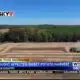 Drought impacting sweet potato harvest