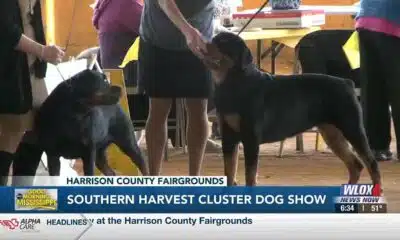 12th annual Mississippi Gulf Coast Kennel Club Dog Show underway