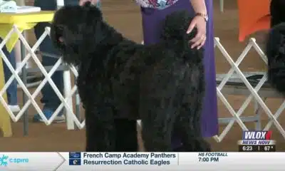 Gulf Coast Harvest Cluster dog show breeds winners