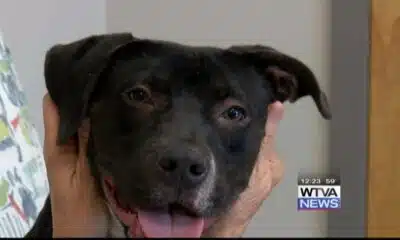 Pet of the Week - Carter
