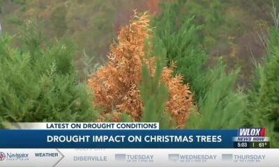 Drought impact on Christmas trees