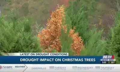 Drought impact on Christmas trees
