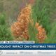 Drought impact on Christmas trees