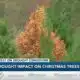 Drought impact on Christmas trees
