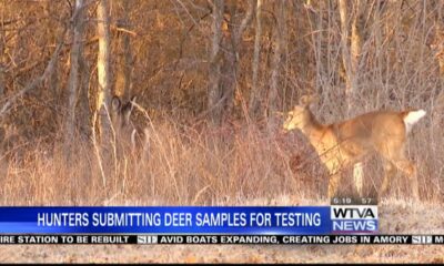 Mississippi hunters are testing their deer for Chronic Wasting Disease