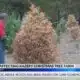 Mississippi drought conditions affect Christmas tree farmers