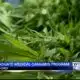Interview: Ole Miss offering medical cannabis graduate program