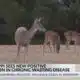 Positive case of Chronic Wasting Disease detected in Marshall County