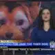 Alabama man searching for 'Tiger Jake