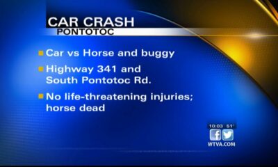 Horse dies in traffic accident in Pontotoc County