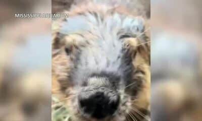 Beaver at Mississippi Aquarium enjoys holiday meal