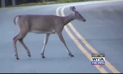 Motorists should watch for deer this time of year
