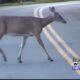 Motorists should watch for deer this time of year