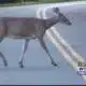 Motorists should watch for deer this time of year