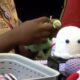 USM holds holiday market