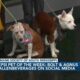 Pepsi Pet of the Week: Bolt & Agnus (11/28/2023)