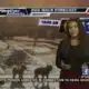 Dog Walk Forecast - Nov. 29, 2023