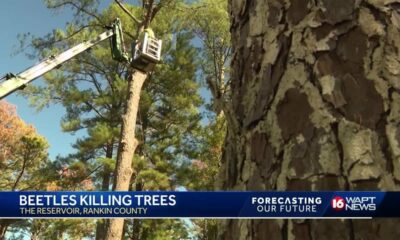 Fof: Reservoir Tree Beetle Concerns