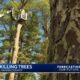 Fof: Reservoir Tree Beetle Concerns