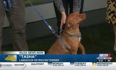 Christmas on the Coast: Dos and don'ts of gifting pets