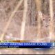 Chronic wasting disease detected in Harrison County
