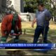 Tupelo Garden Club plants trees in honor of Arbor Day