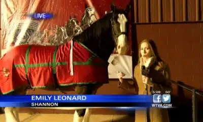 WTVA meets famous Budweiser Clydesdale - Part 2
