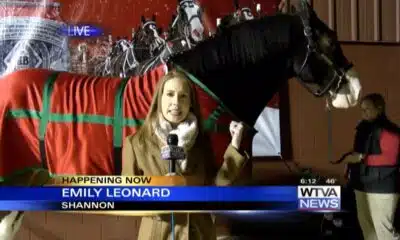 WTVA meets famous Budweiser Clydesdale - Part 1