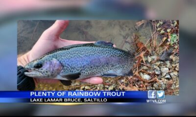 MDWFP stocks Saltillo lake with rainbow trout