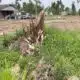 Silver City family loses home to fire after March tornado