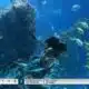 Meet Mermaids at the Mississippi Aquarium
