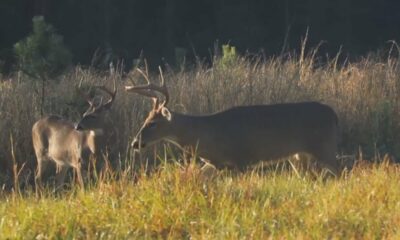 Mississippi Wildlife, Fisheries and Parks urge hunters to test deer for Chronic Wasting Disease