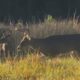 Mississippi Wildlife, Fisheries and Parks urge hunters to test deer for Chronic Wasting Disease