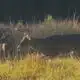 Mississippi Wildlife, Fisheries and Parks urge hunters to test deer for Chronic Wasting Disease
