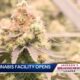 Cannabis Manufacturing Facility