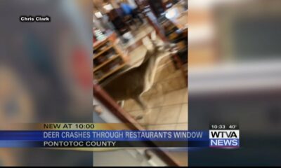 Deer crashes through restaurant in Pontotoc