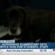 Therapy dog is a hit at St. Alphonsus Catholic School