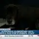 Therapy dog is a hit at St. Alphonsus Catholic School