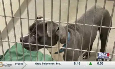 Humane Society of South Mississippi working to empty its animal shelter during holidays