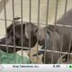 Humane Society of South Mississippi working to empty its animal shelter during holidays