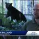 Increasing Animal Population