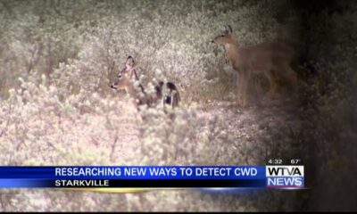 MSU researching new ways to detect chronic wasting disease in deer