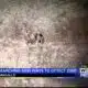 MSU researching new ways to detect chronic wasting disease in deer