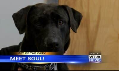 Pet of the Week - Soul